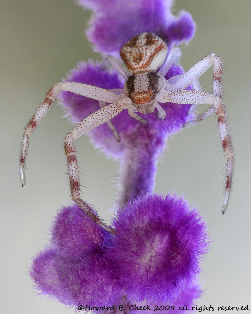 Purple Sage Crab