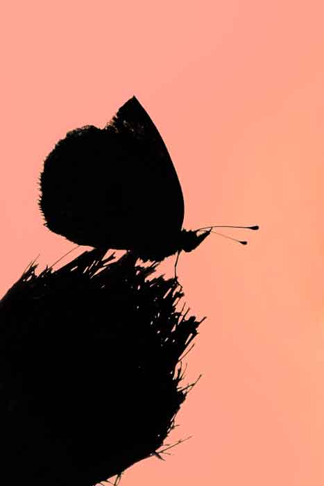 Butterfly silhoette 