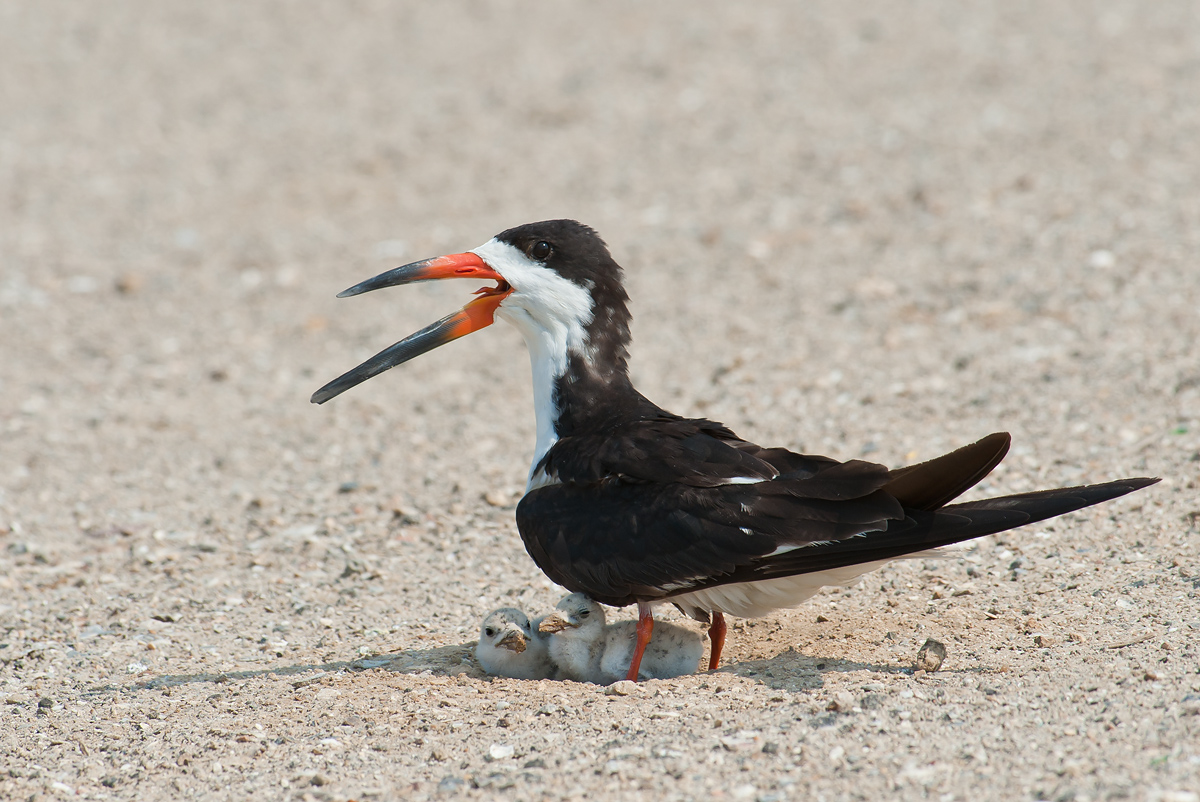 Black Skimmer and Chicks