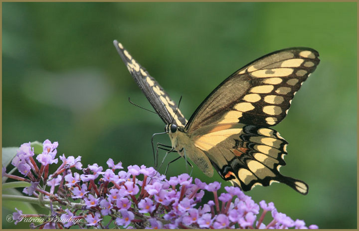 Giant Swallowtail (w/larger post below)