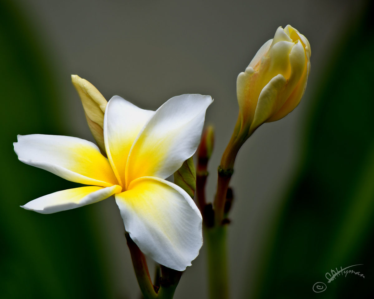 Mark's Plumeria #2