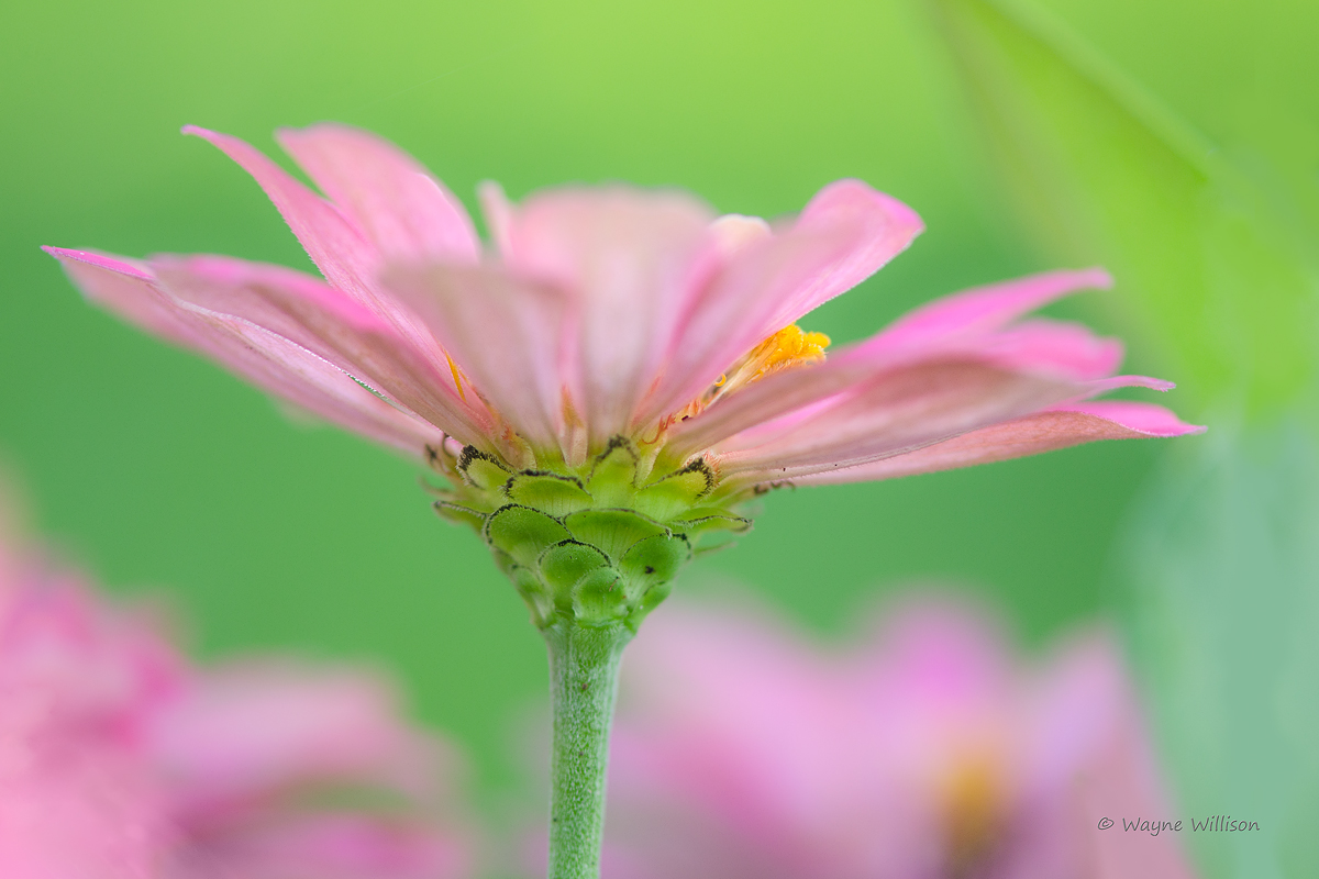 Pastel Morning