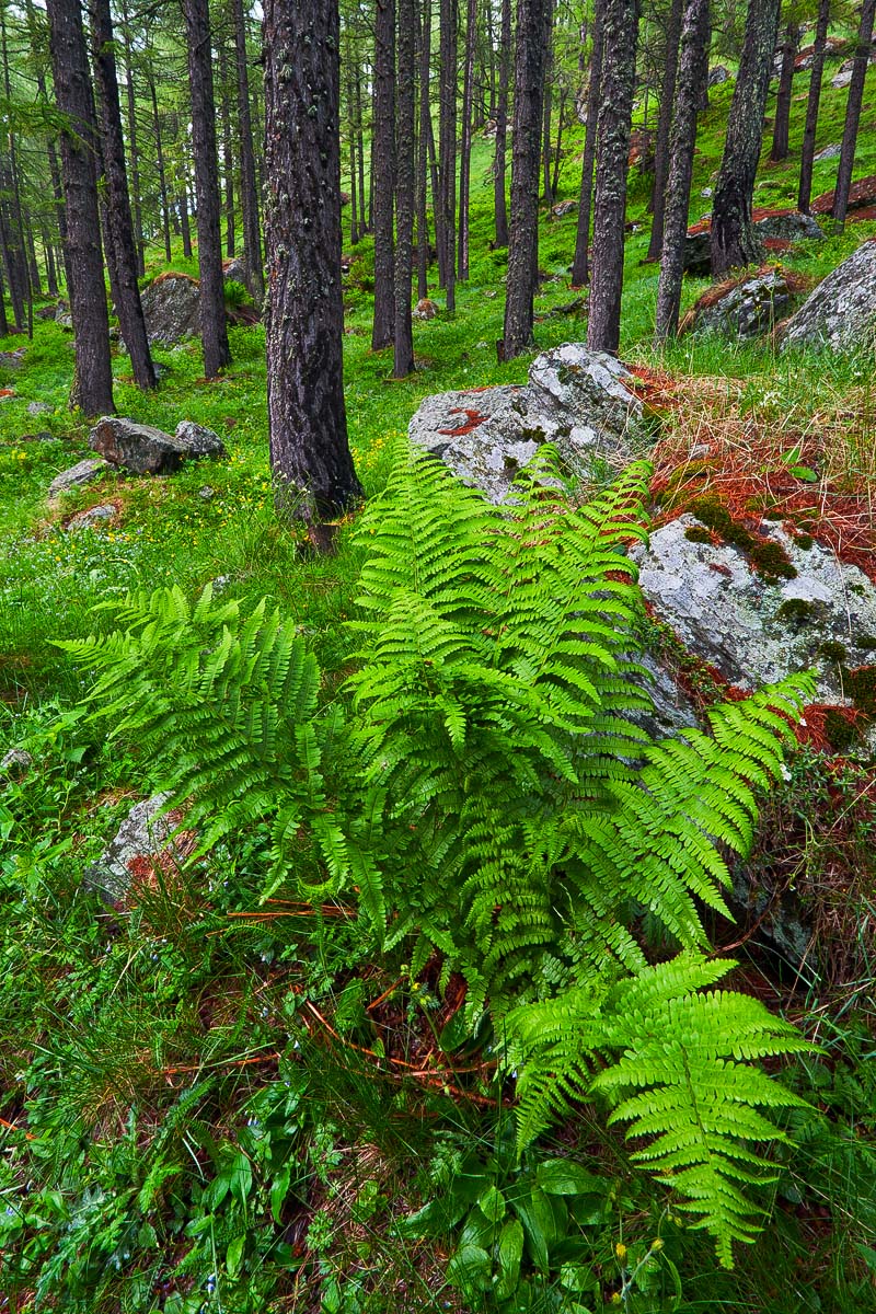 Lush Greens