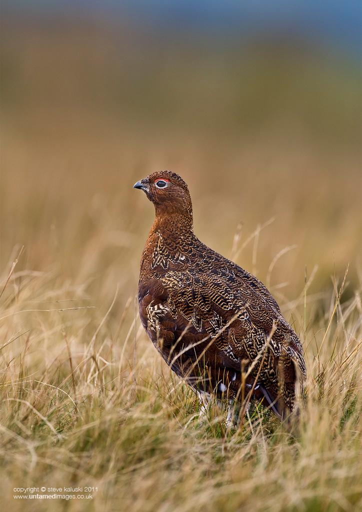Red Grouse