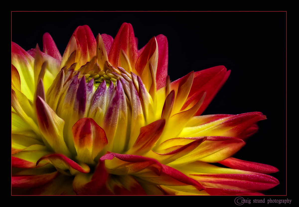 Dahlia Dream