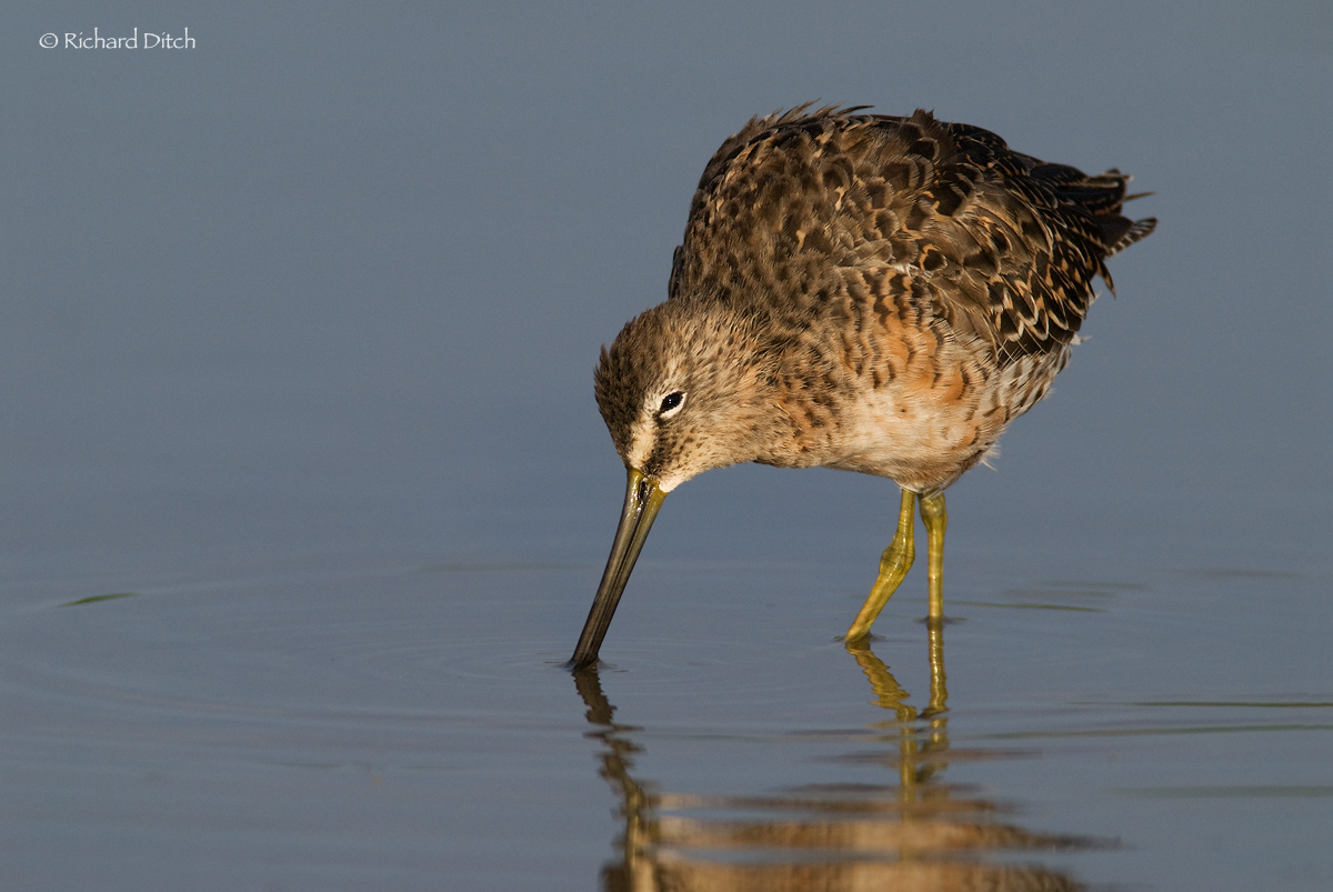 Long-billed Dowitcher