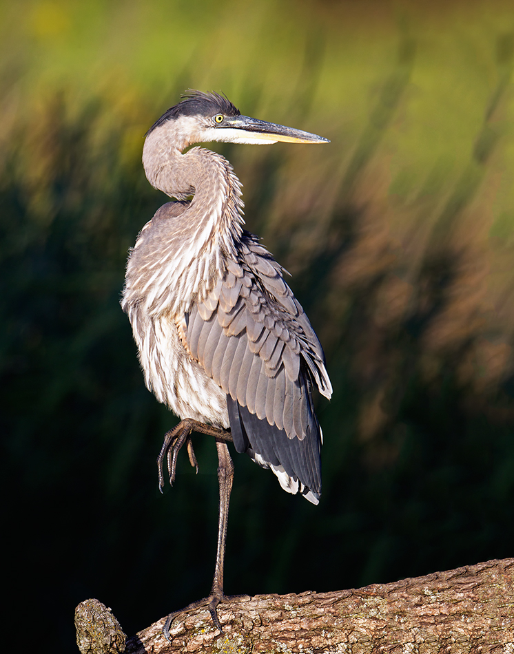 Heron Version 2