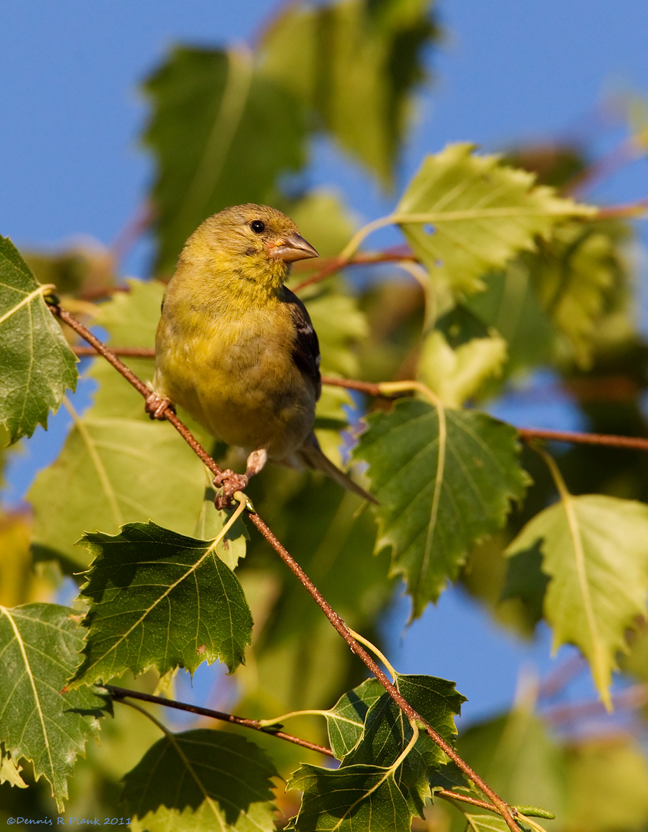 Juvenile Goldfinch