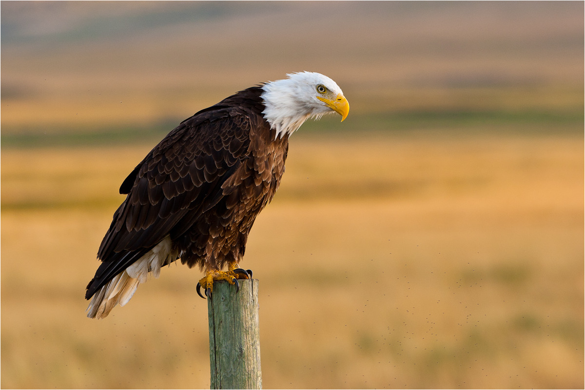 Evening Bald Eagle