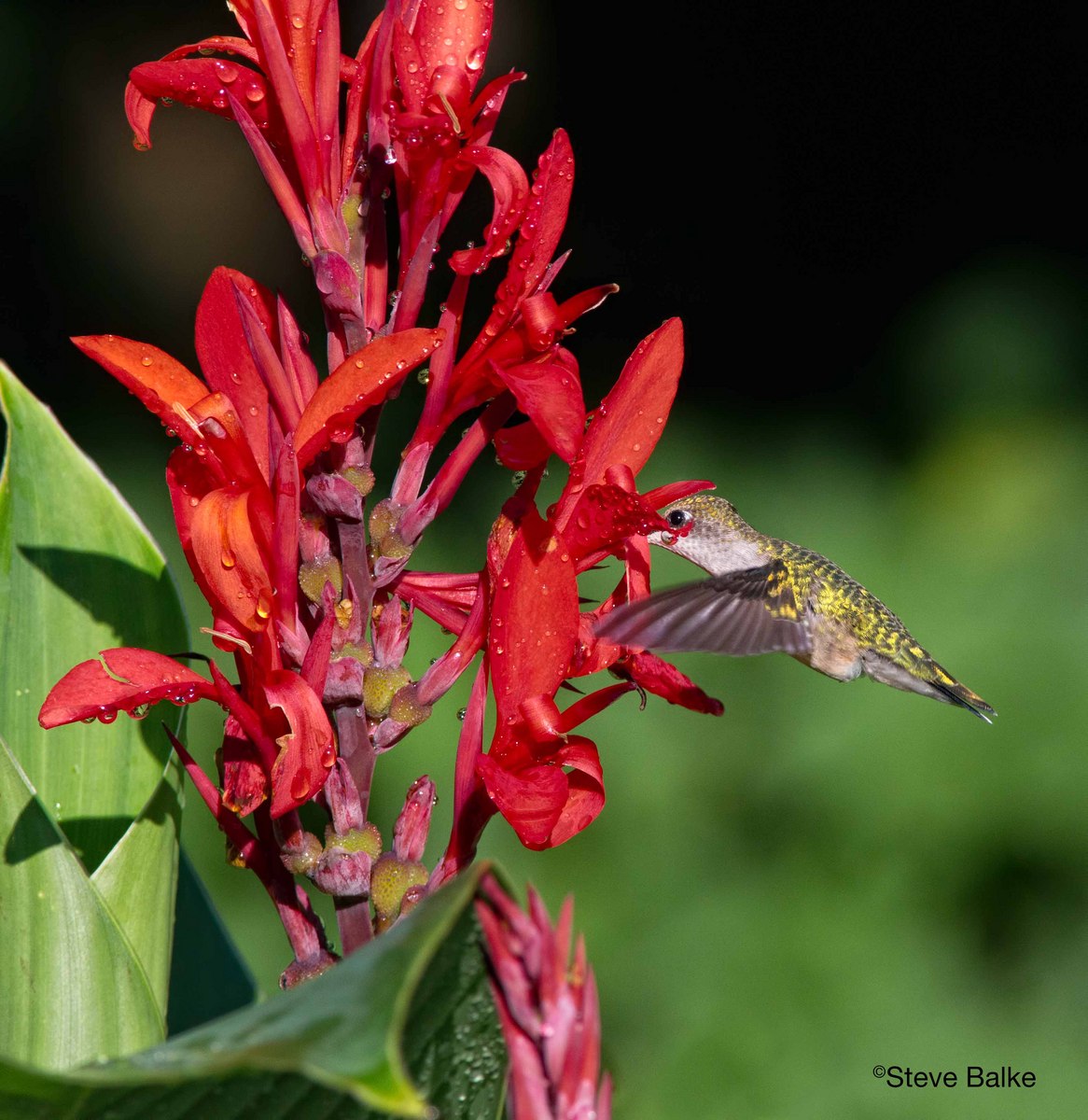 Crying Hummer