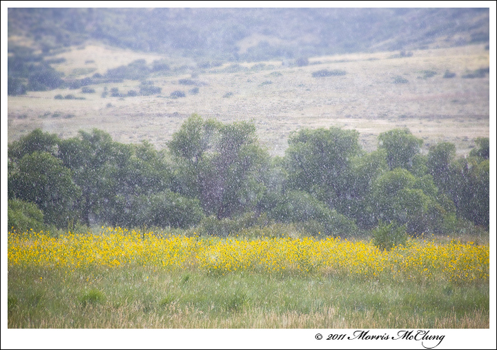Sunflowers and showers