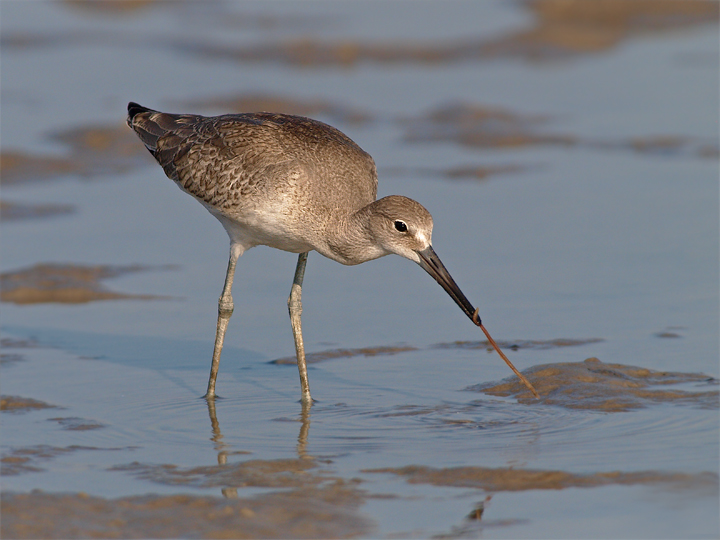 Willet Tug-o-War