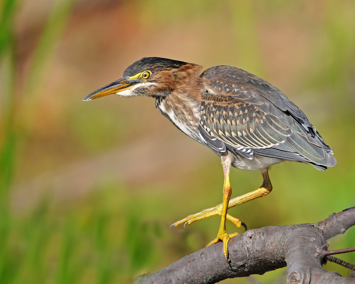 Green Heron