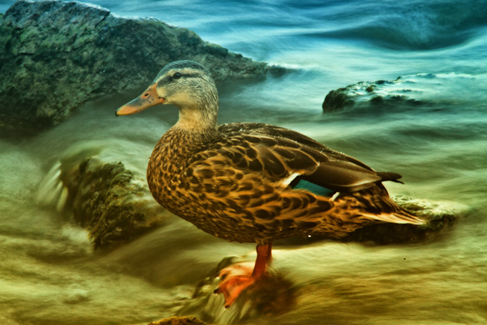 Female mallard