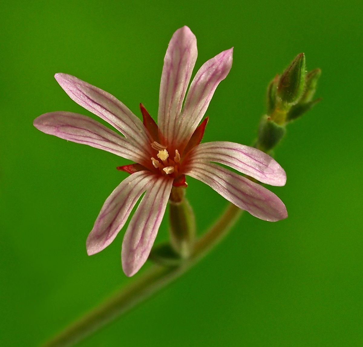 Fireweed, Willow Herb