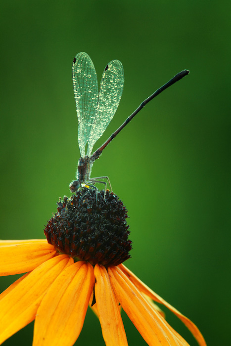 Damselfly on blackeyed 