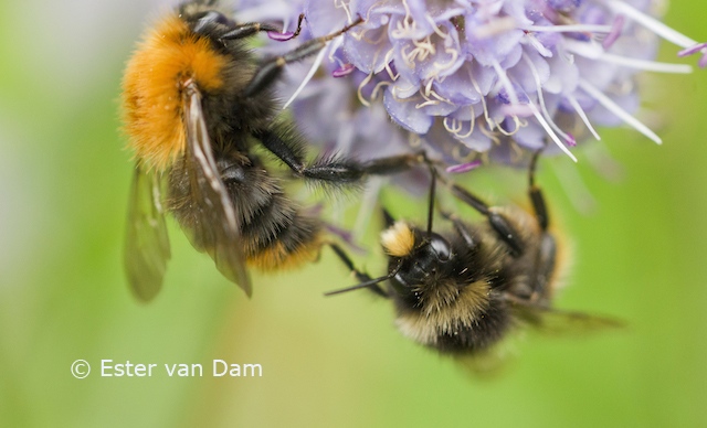 Bumble Bees Eating