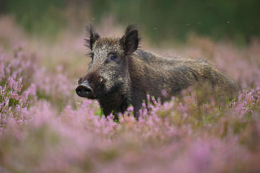 Wild boar