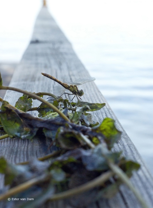 Dragonfly Resting