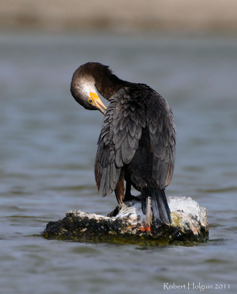 Cormorant