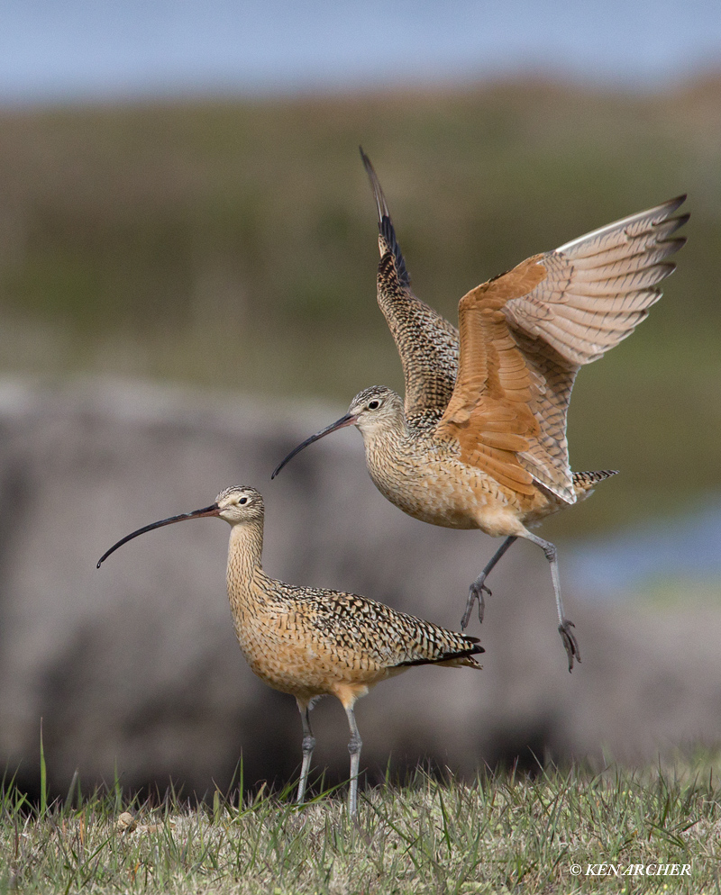 Curlew Courtship