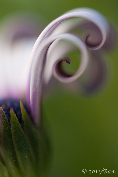 Osteospermum Curls