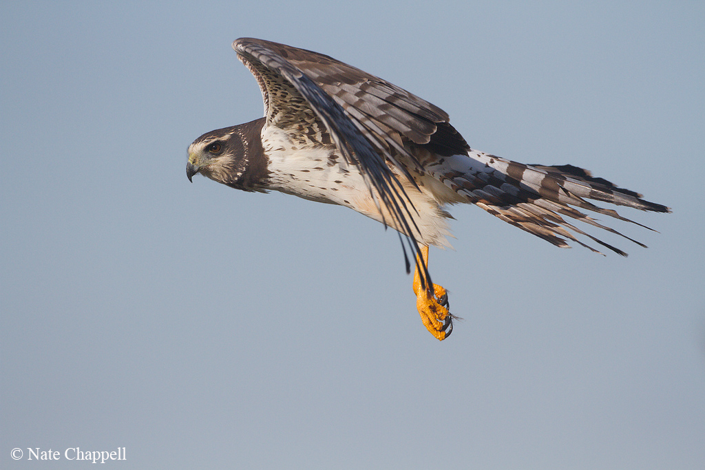 Long-winged Harrier