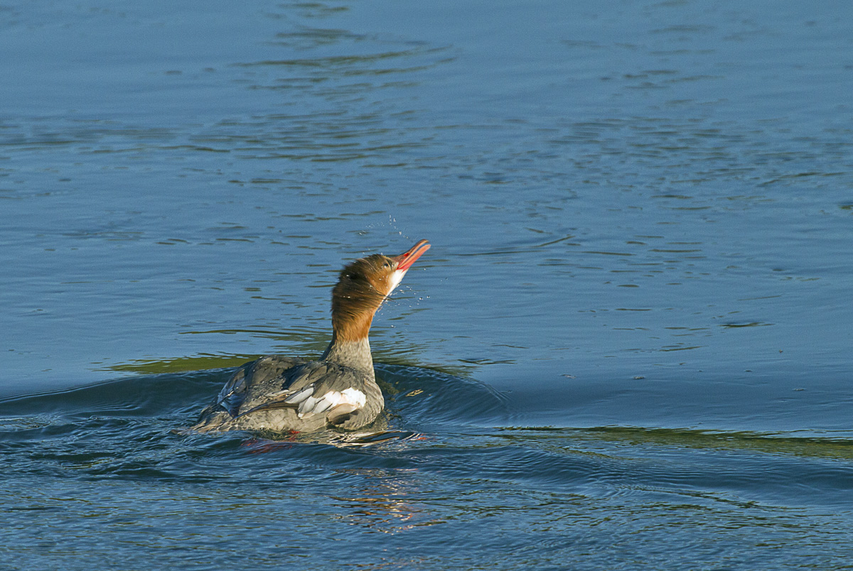 Common Merganser repost