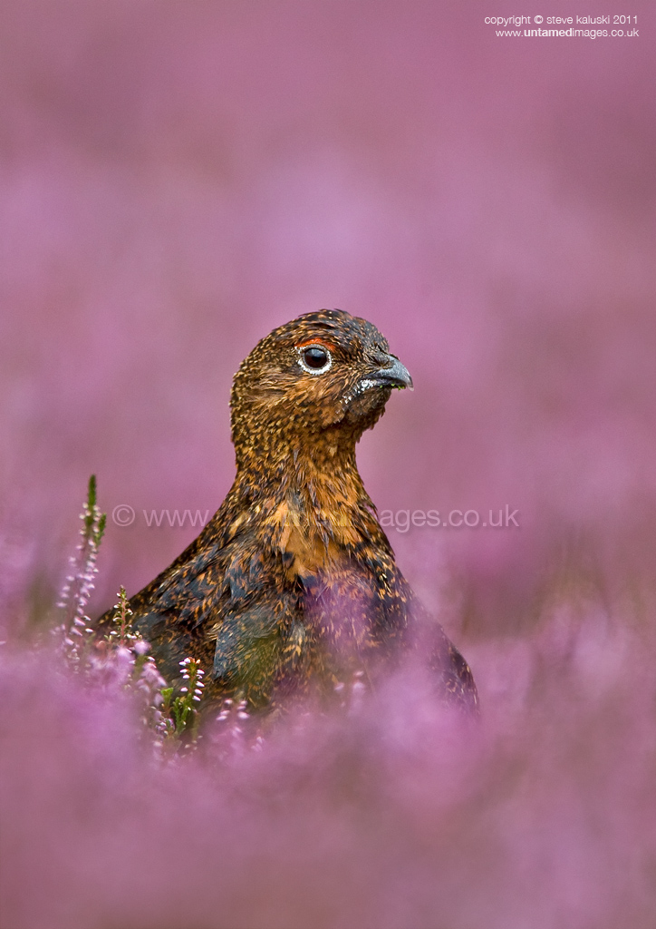 Red Grouse 2 (wet)