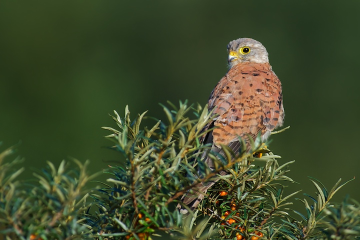 Kestrel 