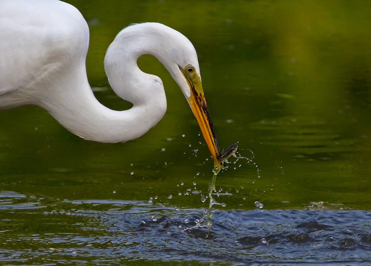 Great Egret with Minnow