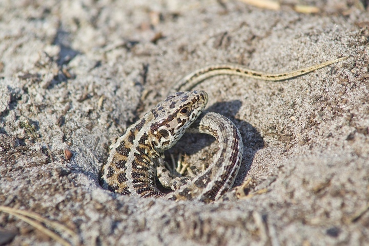 Female Sand Lizard