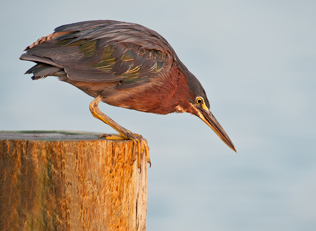 Green Heron