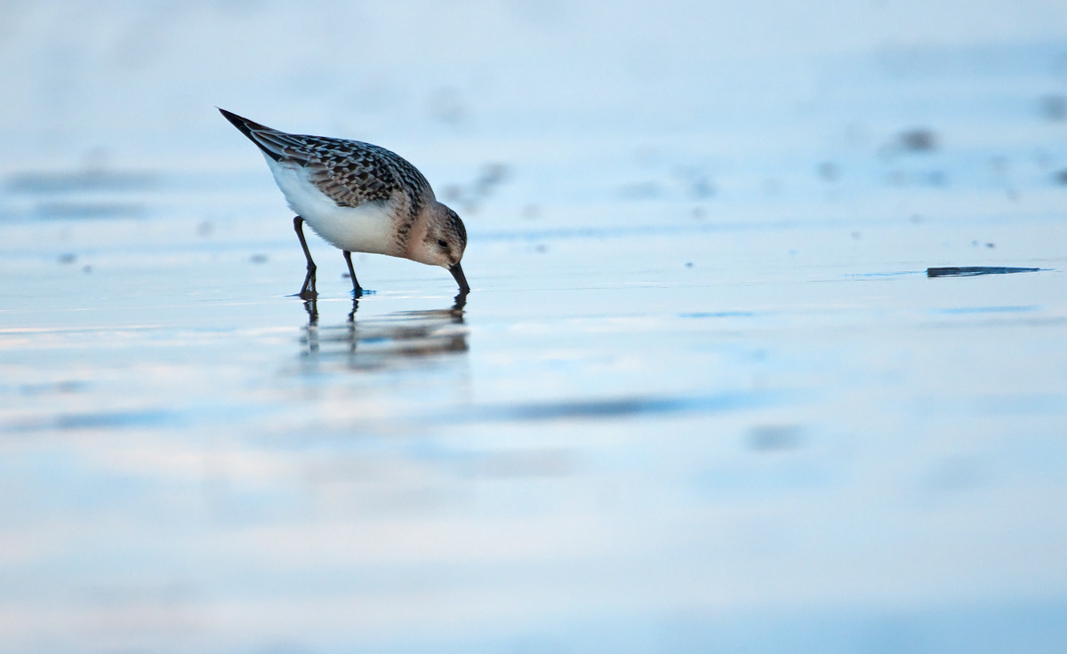 Sanderling