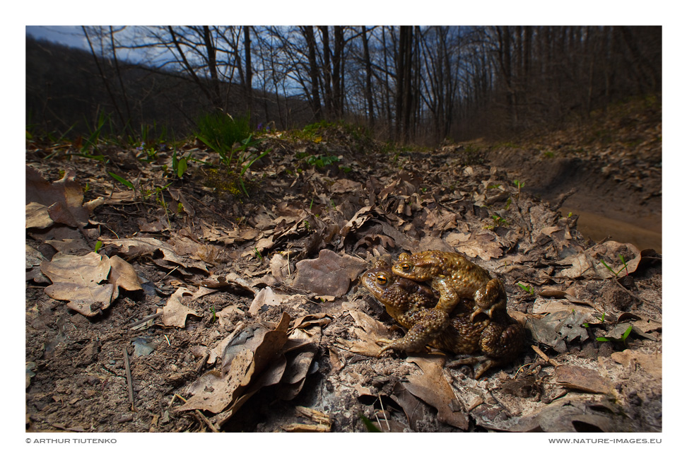 Toads