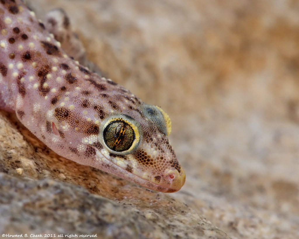 Mediterranean Gecko