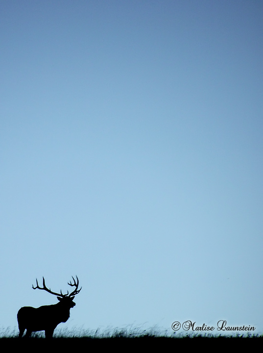 Bull Elk Silhouette