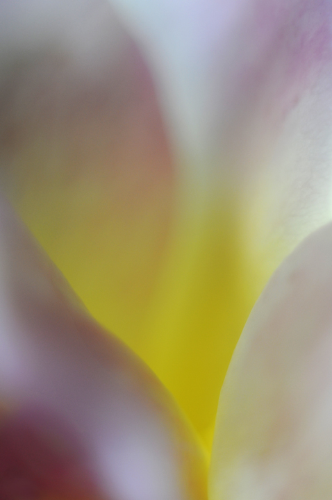 Rose Abstract