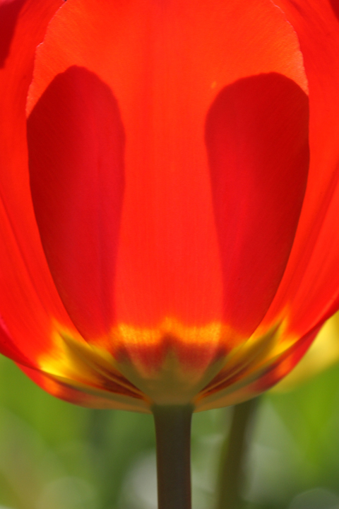 Tulip