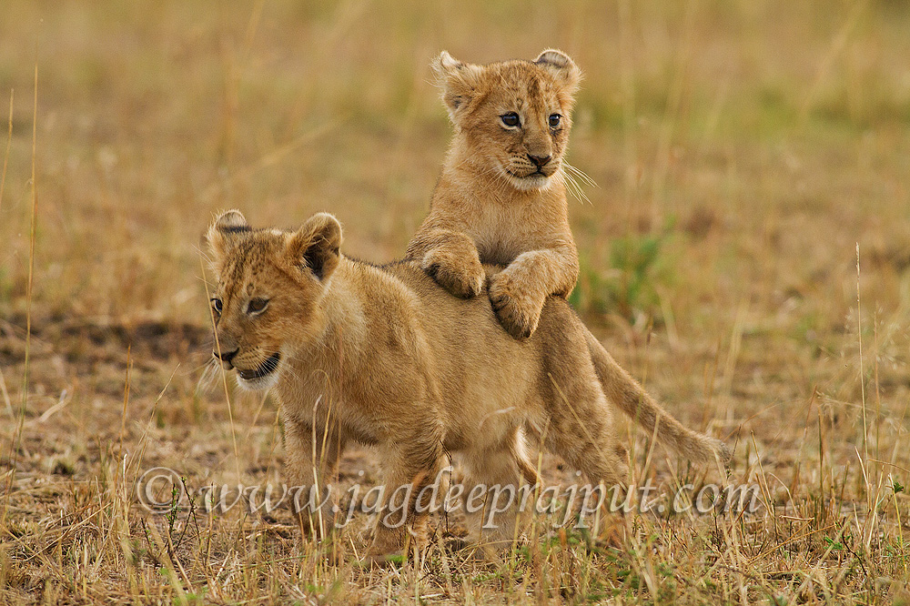 Cubs at play