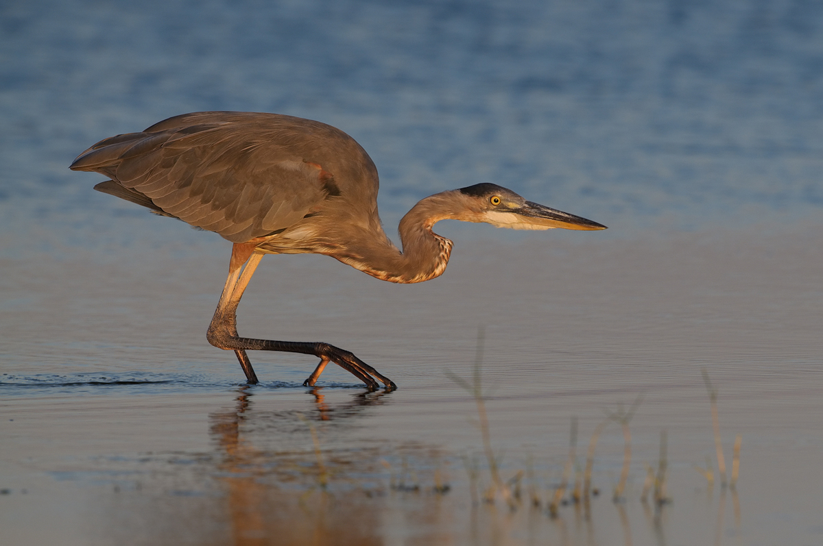 WC498 Great Blue Heron