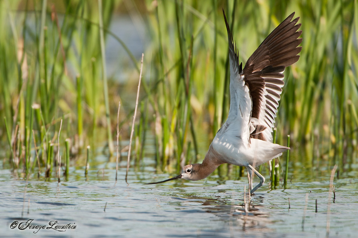 Avocet 