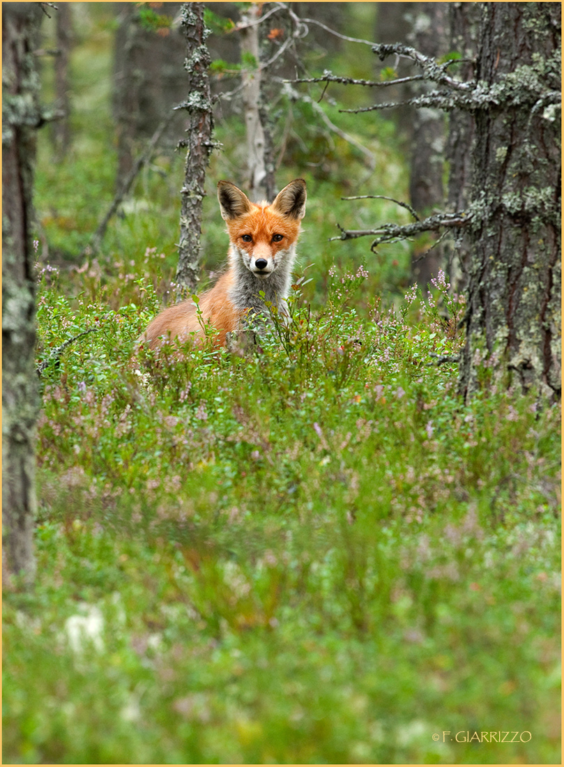 Red fox + repost