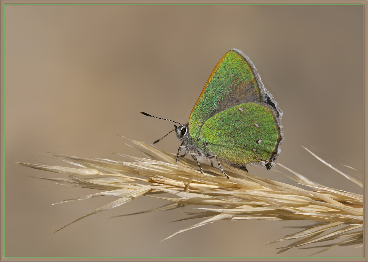 Green Hairstreak 