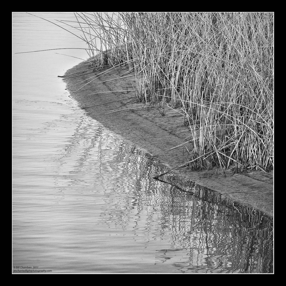 Marsh Grass Abstract