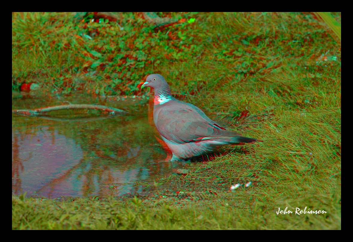 Wood Pigeon (Anaglyph)
