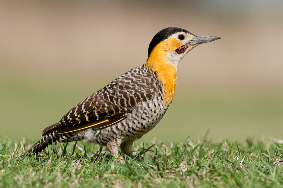 Field Flicker