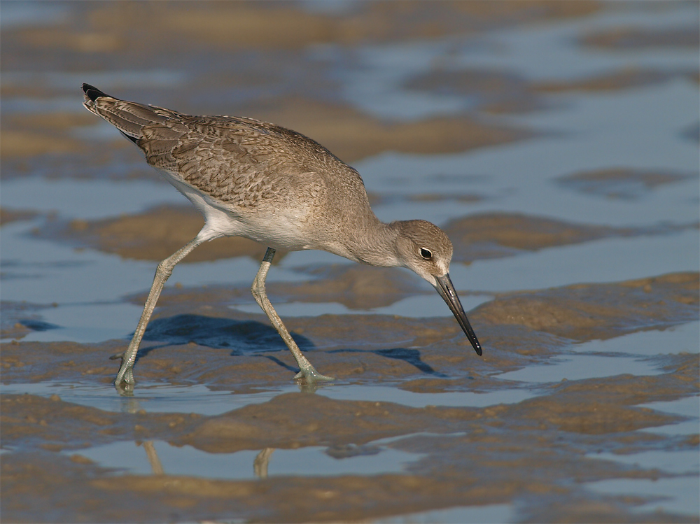 Another Willet