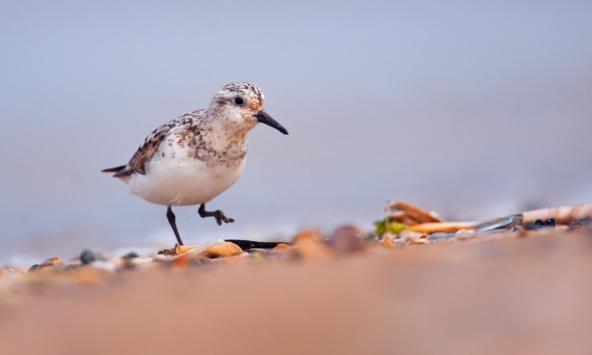 Sanderling 