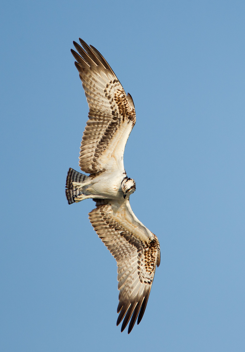 Osprey